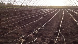 شبكة الرى بالتنقيط